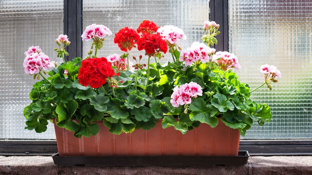 Boeken-, puzzel- en plantjesmarkt