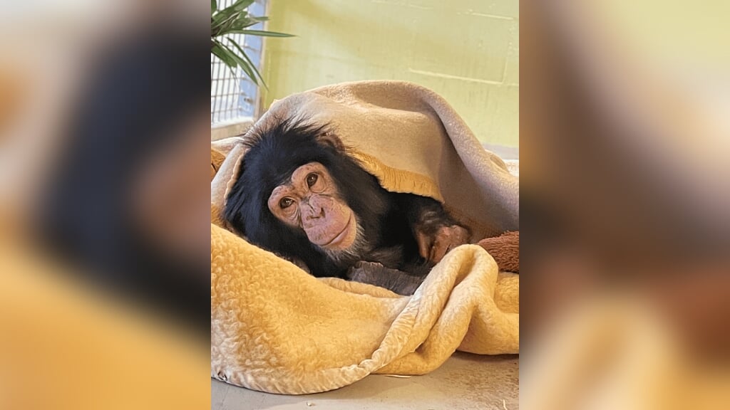 Jonge Giggi bij Stichting AAP (Foto: aangeleverd)