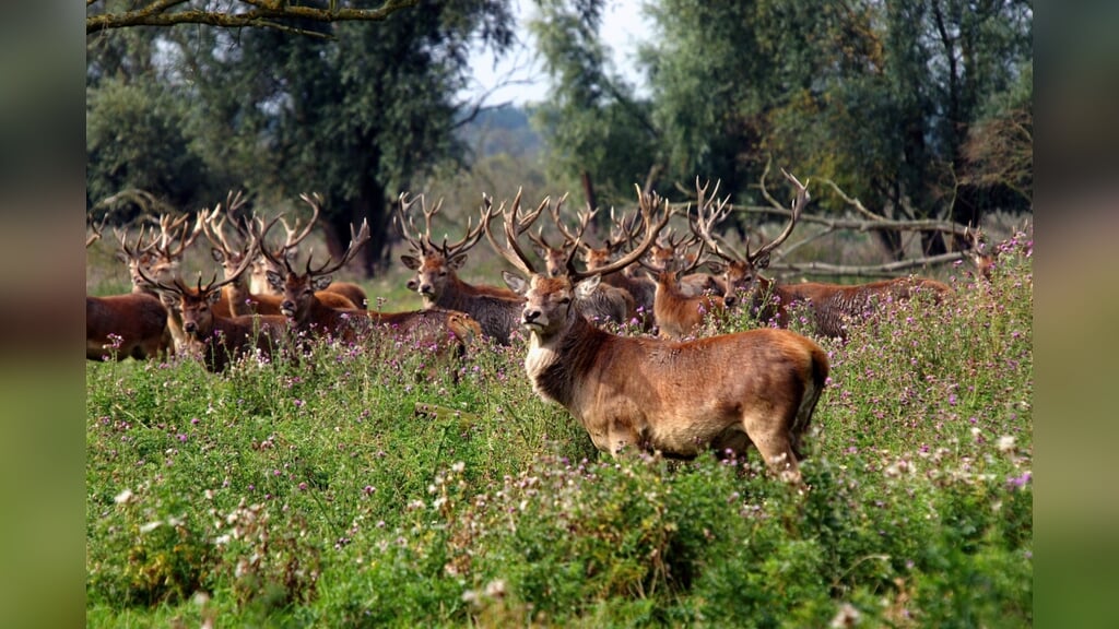 Een edelhert in de oostvaardersplassen. (Archieffoto: aangeleverd)