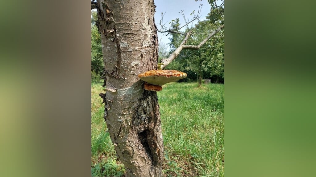 Paddenstoelen op De Kievit