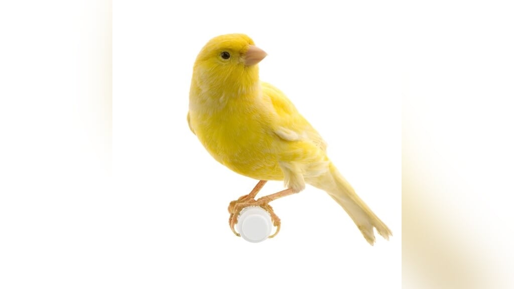 Vogelmarkt bij Avicultura