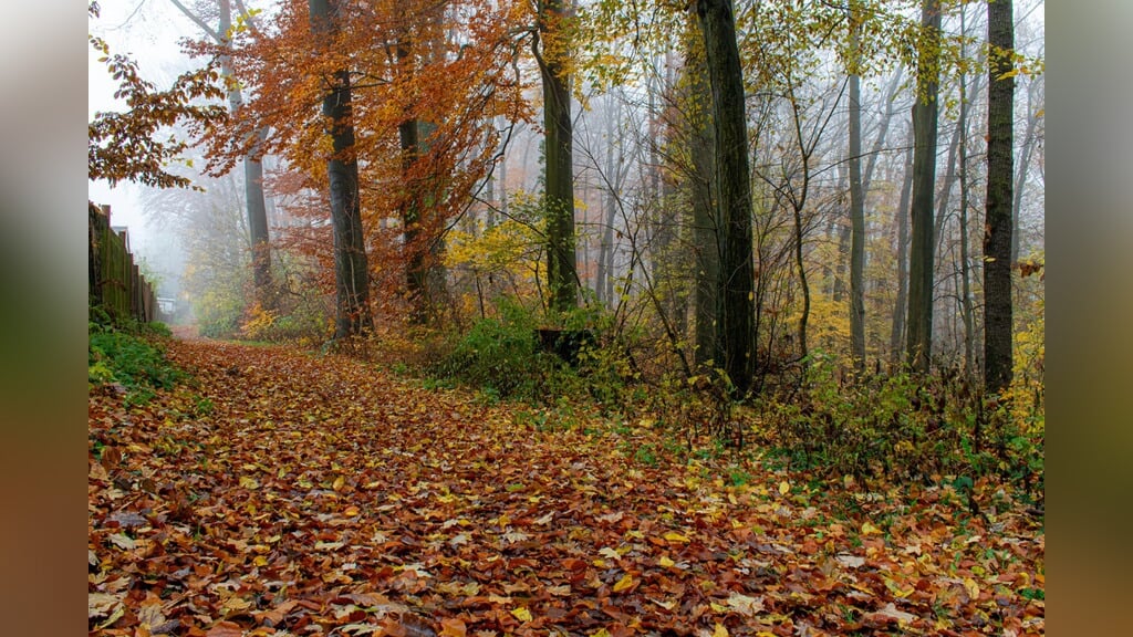 Herfstwandeling in het Alblasserbos
