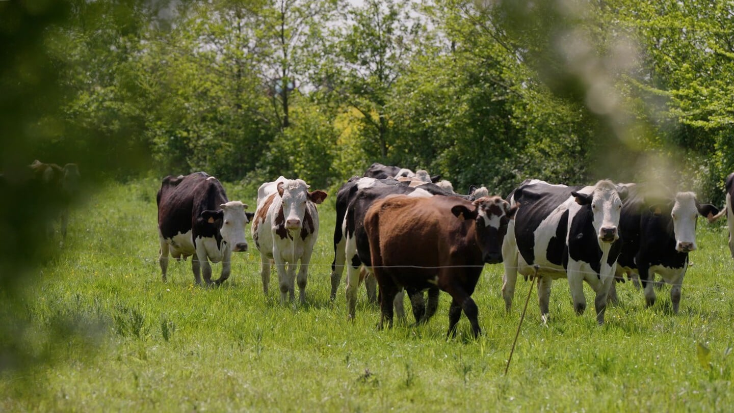  Beeld uit de film Bomen op mijn land. © Agroforestry Netwerk Nederland.