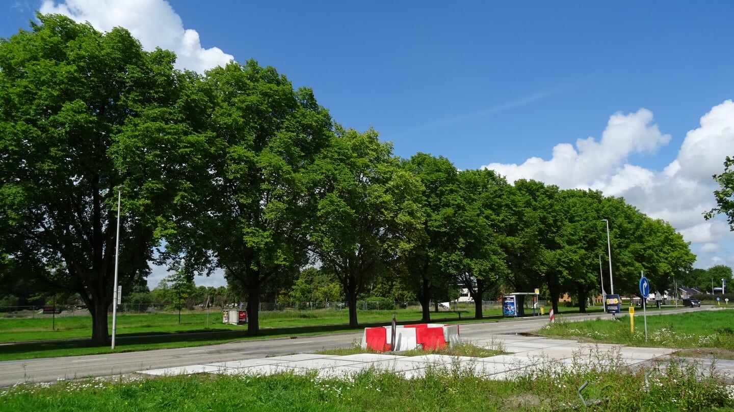 Iepen zijn karakteristieke bomen voor de provincie Groningen.