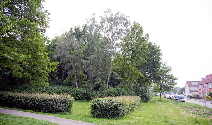 Het stuk bosperceel waar het appartement Leeghwaterhof moet komen. (Foto: Fred Rotgans)