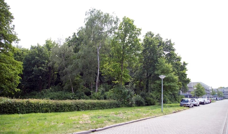 Het bosperceel waar het complex moet komen (Foto: Fred Rotgans)
