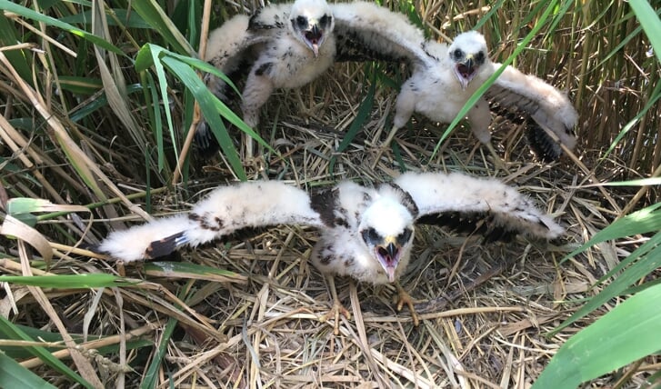 Drie jonge kiekendieven. (Foto: aangeleverd)