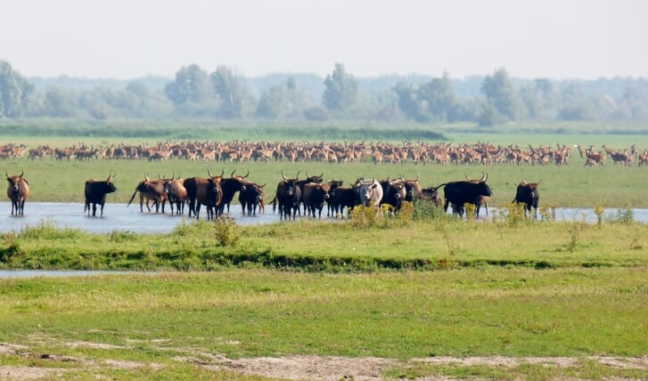 Dieren in de Oostvaardersplassen (Archieffoto: aangeleverd)