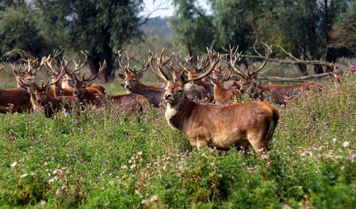Edelherten in de Oostvaardersplassen. (Archieffoto: aangeleverd)