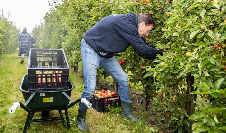 Particulieren en bedrijven worden weer opgeroepen om appels te komen plukken voor de voedselbanken in de regio. (Foto: Patricia Pietersen Photography)