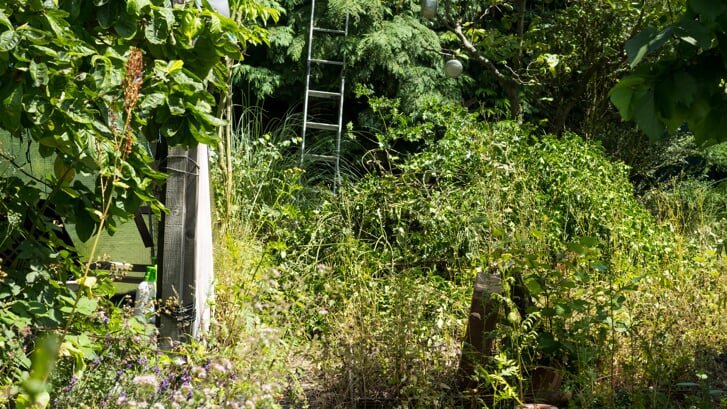 Verwaarlozing van je huis, tuin en verward gedrag. Een triest probleem. (Foto Adobe Stock)