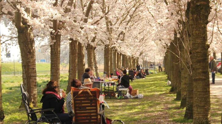 Binnenkort kunnen we weer picknicken onder de kersenbloesems in de Regenboogbuurt. (Foto: Pauli Langbein)