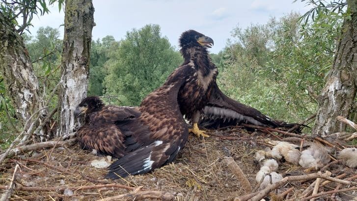 De jonge zeearenden op het nest (Foto: Jeroen van Wijk)