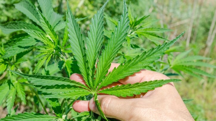 Momenteel is het bevoorraden van coffeeshops nog illegaal (Foto: Shutterstock)