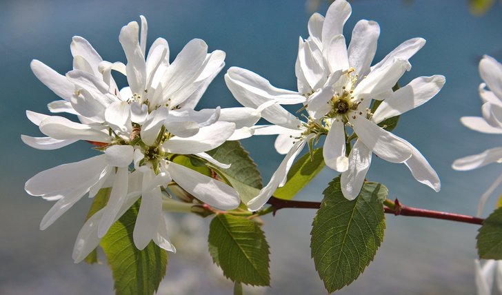 De krentenboom is onderdeel van de actie (Foto: Walt Musekamp)