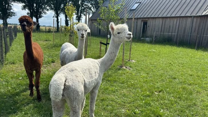 Zorgbakkerij Almere heeft op haar terrein een dierenverblijf voor alpaca's gecreëerd. (Foto: Almere DEZE WEE)