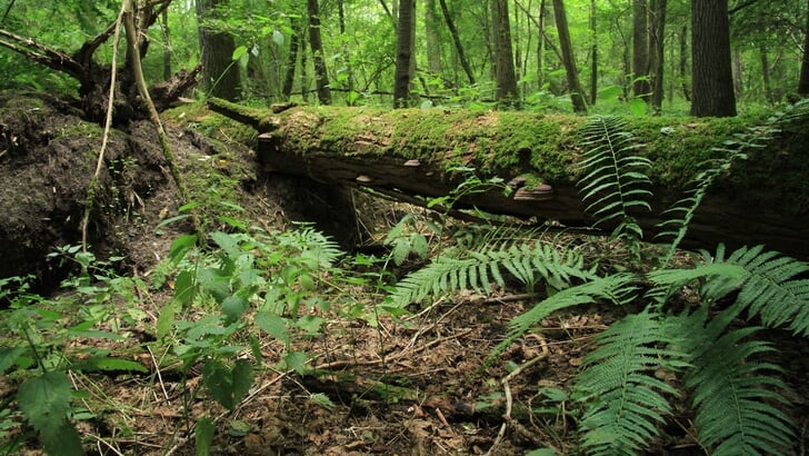 Foto van bosreservaat Meerdijk. Zo ziet Staatsbosbeheer het toekomstige Wildbos voor zich. (Foto: G.J. van Breemen, Staatsbosbeheer)