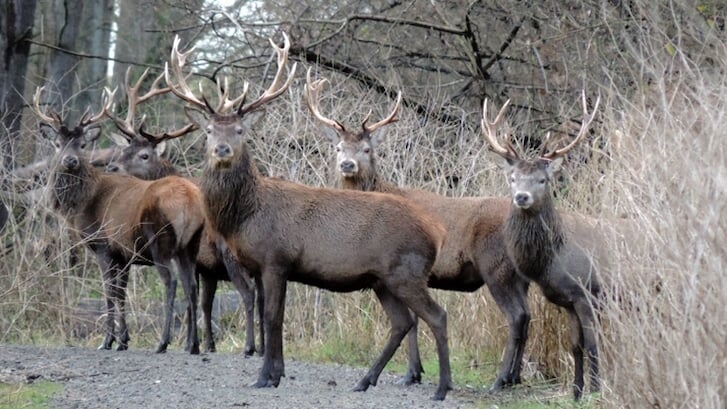 (Archieffoto: Fred van Raam)