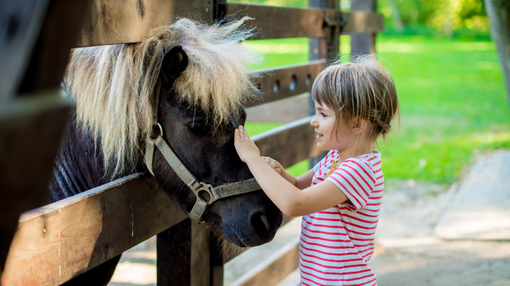 Pony om mee te wandelen (Foto: Adobe Stock)