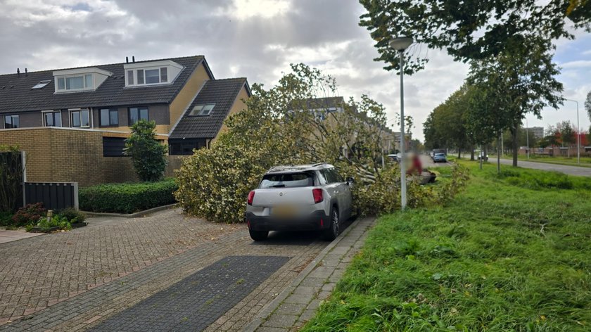 Omgewaaide boom valt op auto in Papendrechtse Hoefbladlaan