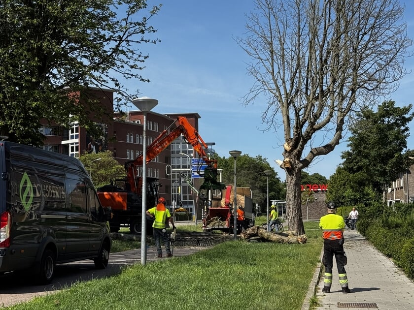 Dode bomen Plataanlaan verwijderd