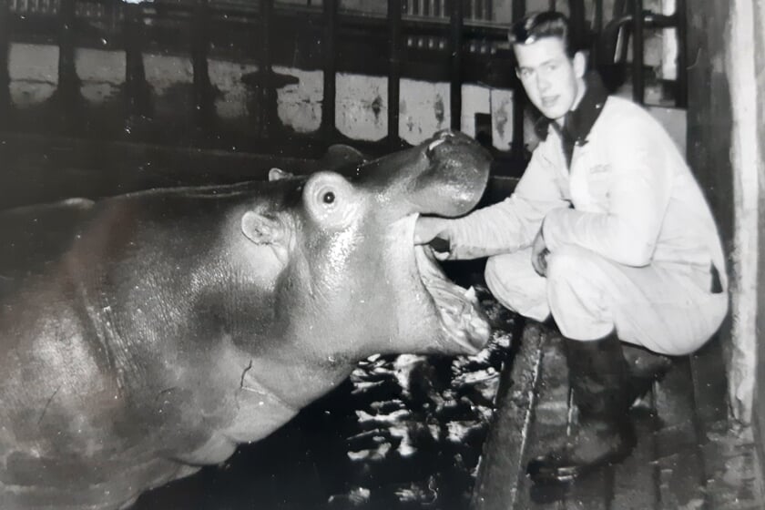 Weesper René Schelling zorgde ruim 40 jaar in Artis voor nijlpaard Tanja
