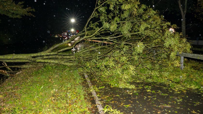 Boom valt op fietspad langs N236 door storm Boelo