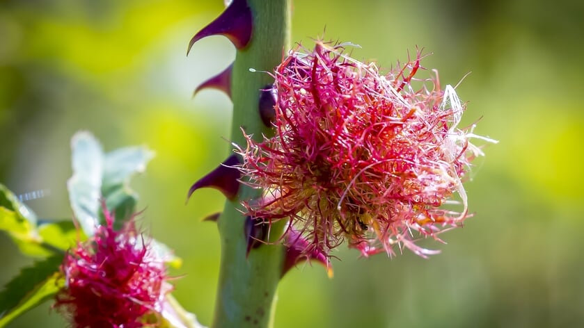 Column IVN Amstelveen: Flubberpinkywespjes