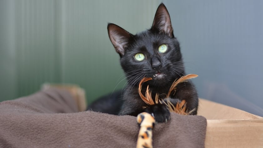 Poes Noira zoekt een nieuw huisje