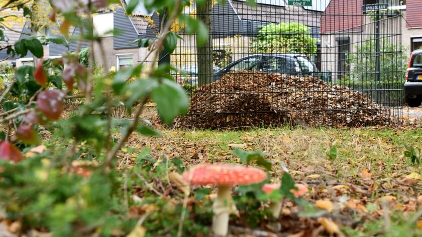 Gemeente Son en Breugel gaat de bladeren weer opruimen