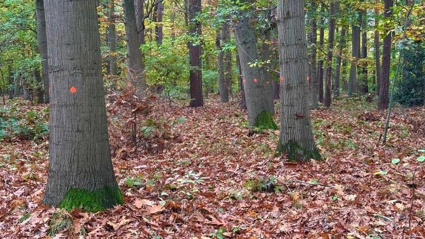 Bosgebied West krijgt opknapbeurt voor klimaatbestendig en biodivers bos