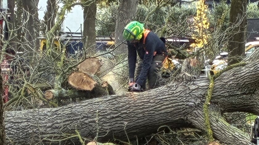 Zorg voor onze bomen door kap