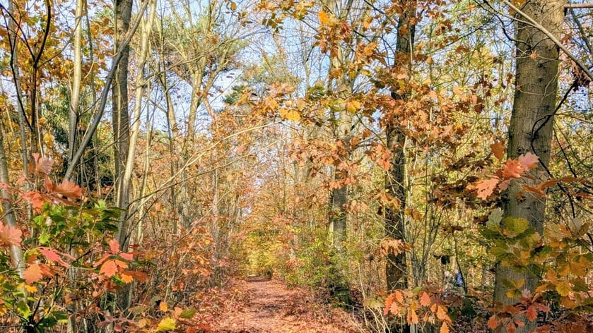 3080 nieuwe bomen voor een gezond bos