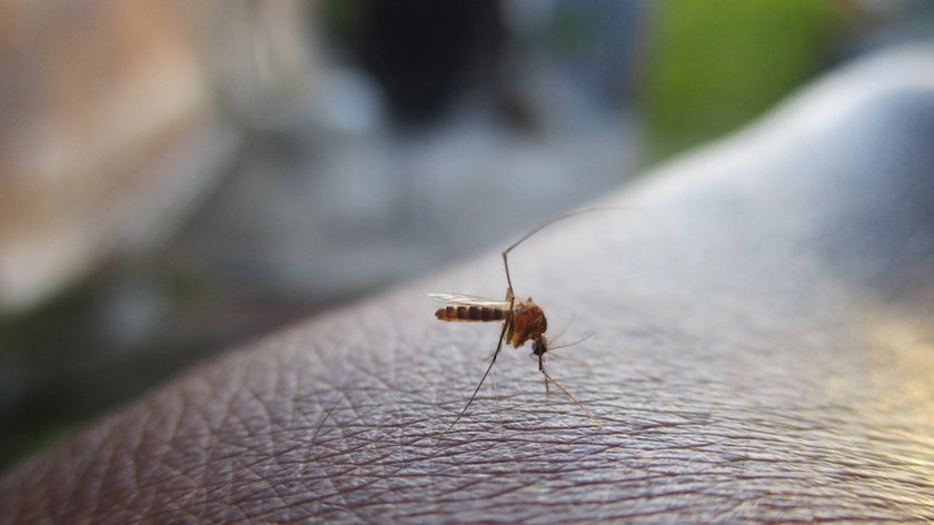 Westnijlvirus vastgesteld bij twaalf mensen in provincie Utrecht, landelijk negen patiënten overleden