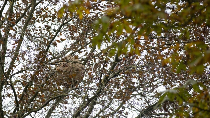 Speur mee naar de Aziatische hoornaar in Son en Breugel