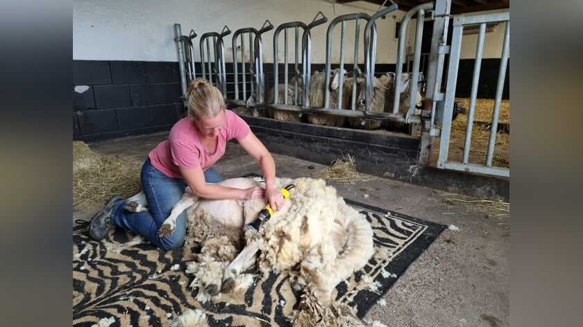 Verbaasde schapen worden geschoren