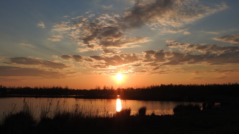 Midzomerwandeling door het Waalbos