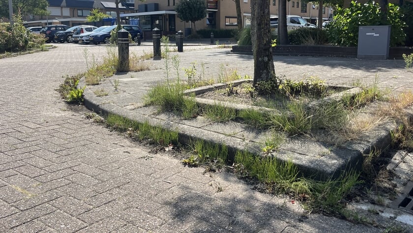 Onvrede over ‘succes’ bij bestrijding van onkruid