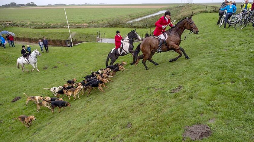 Honden, paarden en ruiters zetten zaterdag de achtervolging in op een 'vos'. 