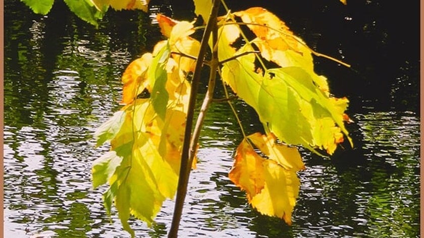 Expositie van Ridderdichters