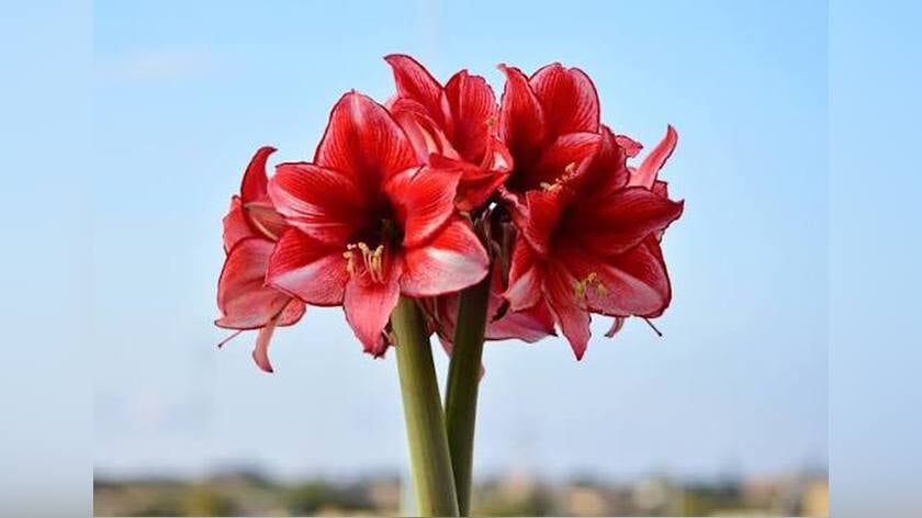 Amaryllisactie voor jeugdwerk van De Protestantse Gemeente Poortugaal