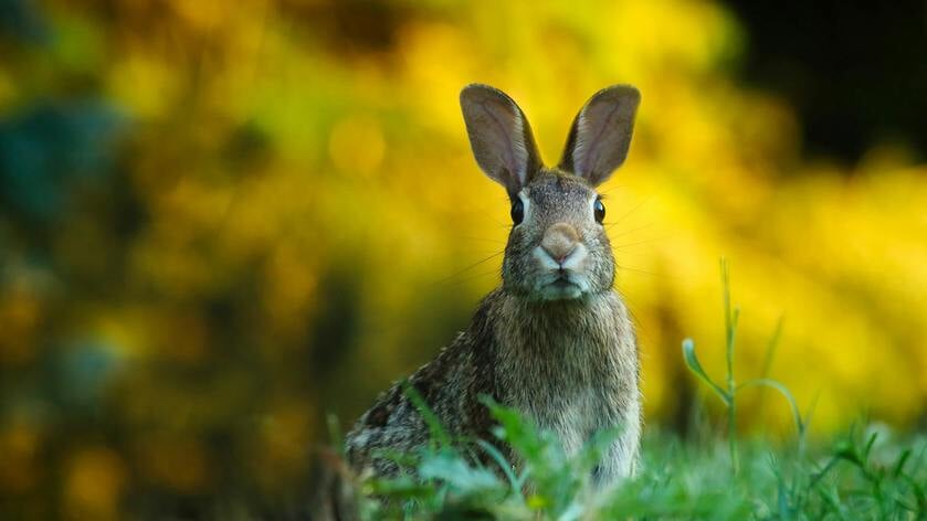 Aandacht voor bedreigde dieren