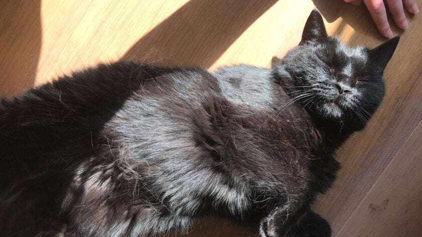 Verhuisdier van de week: Poes Rover