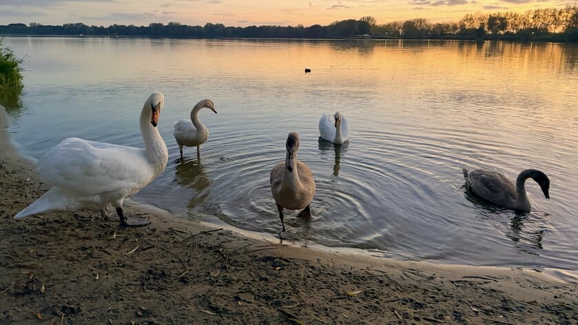 Dit zijn de mooiste foto’s van week 42
