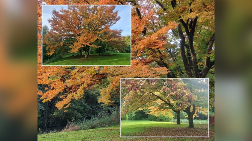 Herfst in park buitennoord