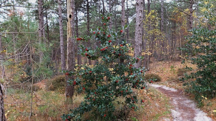 art cover