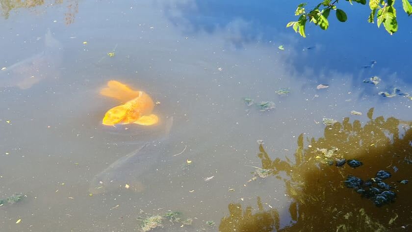 Mysterie in het Pijnackerse water: zwemt hier een koikarper van duizenden euro’s?