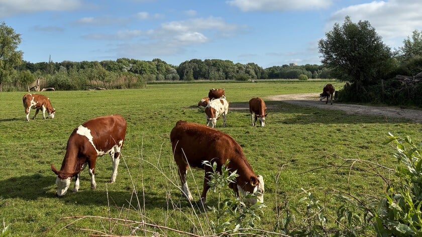 Komende week van zonnig en warm naar wisselvallig en fris