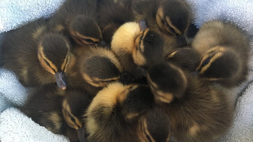 Dierenambulance heeft handen vol aan jonge vogels