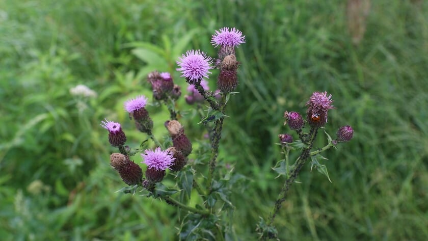 Akkerdistels met bewoners